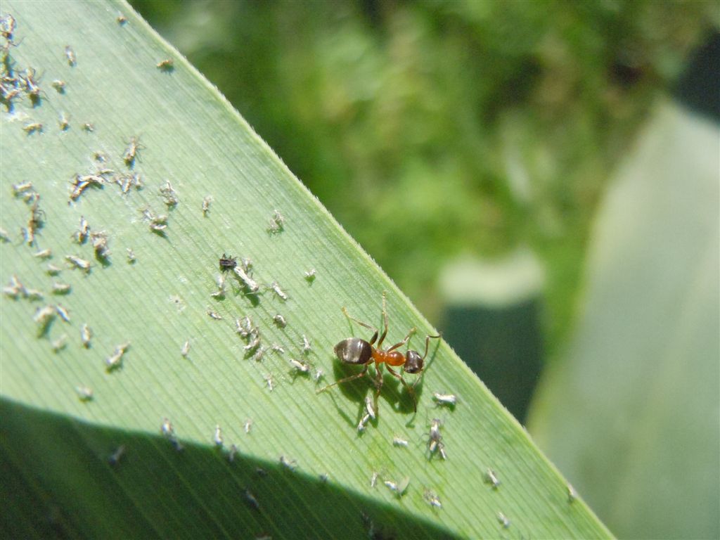 Formiche con afidi: Lasius sp.